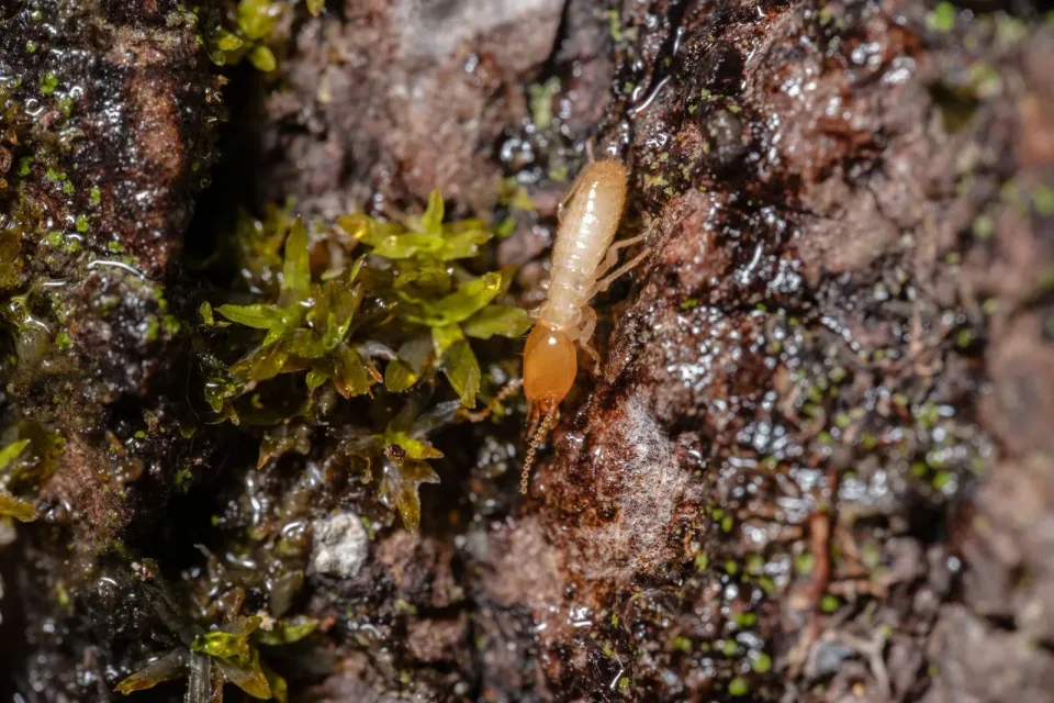 Termite — Pest Control